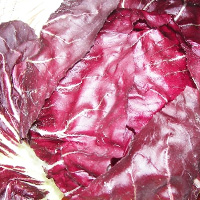 Red Chicory