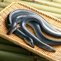Japanese Eel