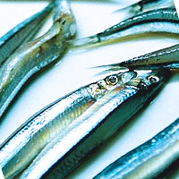 Silver-stripe round herring