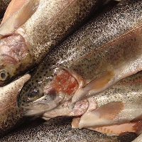 Rainbow Trout Cultured In Sea