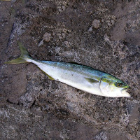 Yellowtail Young