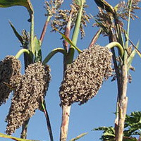 Commercial Sorghum