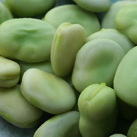 Fava Beans 