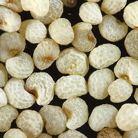Perilla Seeds