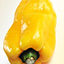 Yellow Bell Pepper
