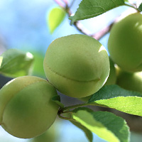 Japanese Apricots