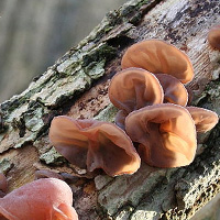 Cloud Ear Fungus