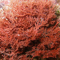 Red algae