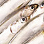 Japanese Anchovy