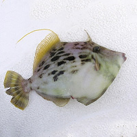 Threadsail Filefish
