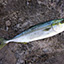 Yellowtail Young