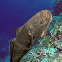 Patagonian Toothfish