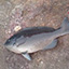 Largescale Blackfish