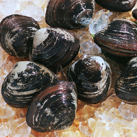 Freshwater Clam