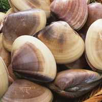 Hard clams