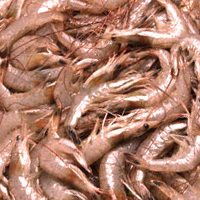 Shiba Shrimp
