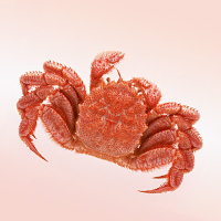 Horsehair Crab