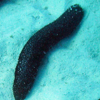 Sea Cucumber Calories (37Cal/160g) and Nutrition Facts ...