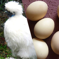 Silkie Fowl Eggs