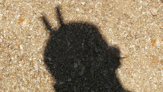 A shadow of a guy's head with two fingers sticking behind.