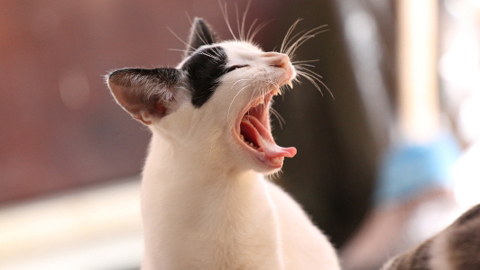 A black and white cat yawning.