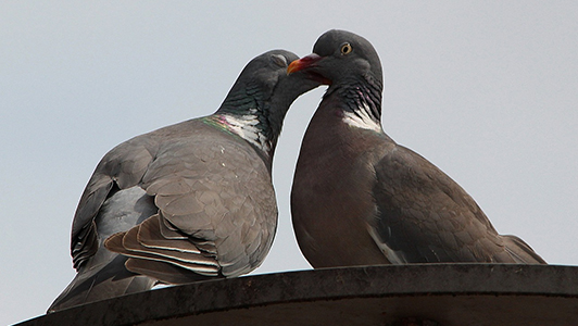 Two pigeons touching.