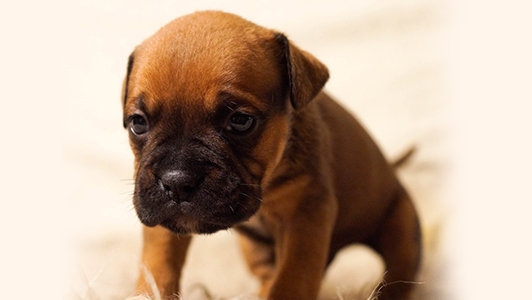 A cute brown puppy.