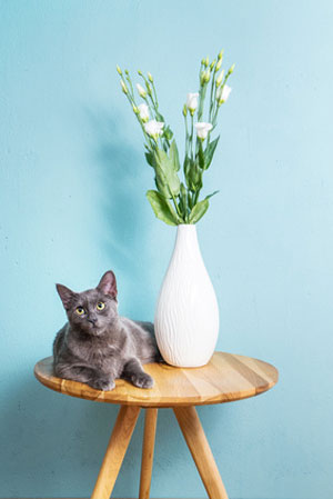 cat next to flower vase on round wooden table