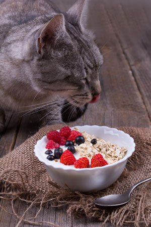 cat and bowl of oatmeal with berries