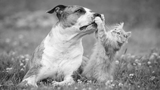 cat in dog playing in field