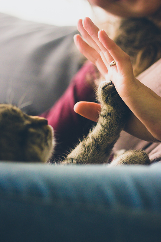 woman giving kitten high five