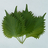 perilla leaves