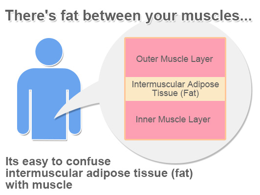 There's fat between your muscle