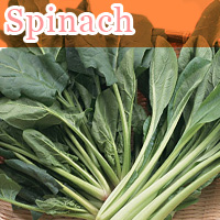 Spinach