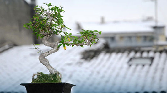 bonsai on roof