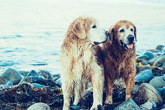 dog friends at beach