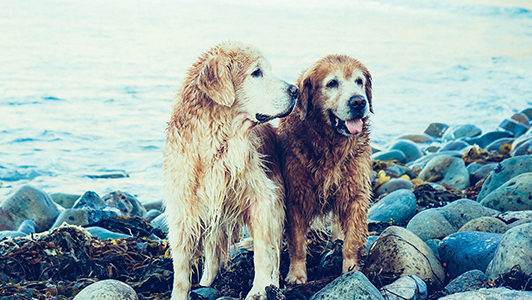 Two wet golden retievers standing next to each other.