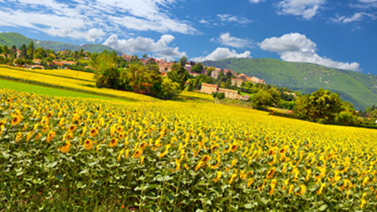 houses across field of sunflowers