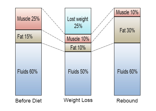 relation at muscles, fat and fluids