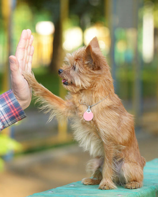 dog high five