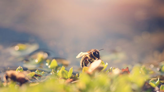 close up of bee