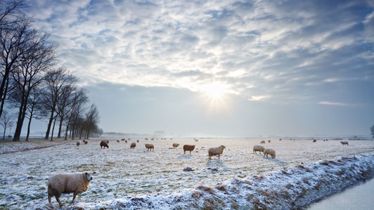 field of sheep