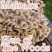 maitake : hen of the woods