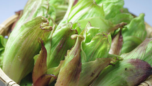 tray of butterbur sprouts