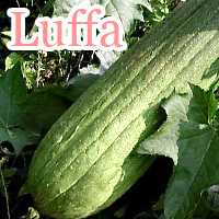 luffa