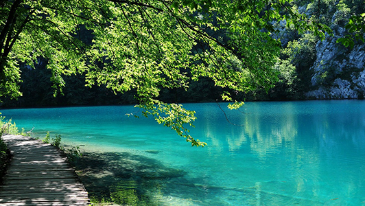 Bright lake, wooden path, and a tree