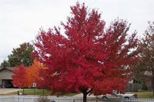 Red maple tree in backyard