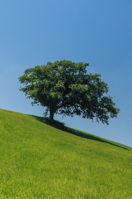 A tree on a hill.