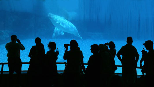people watching whales at aquarium