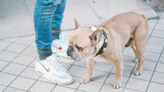 A puppy with a studded collar standing near girl's legs.